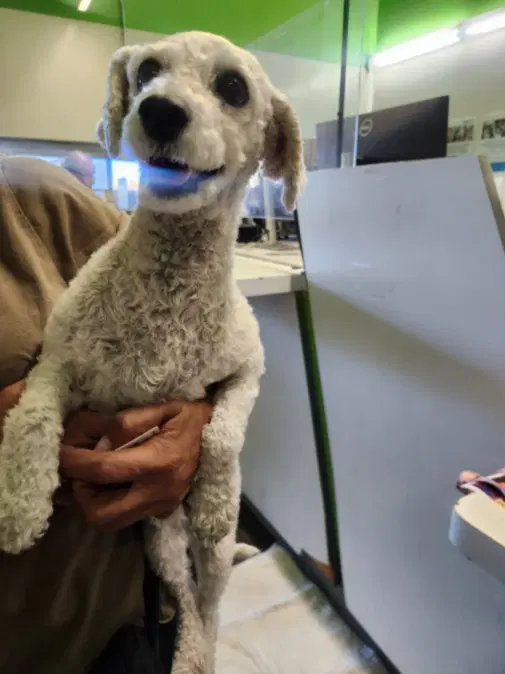 Blanka - Poodle (Miniature)