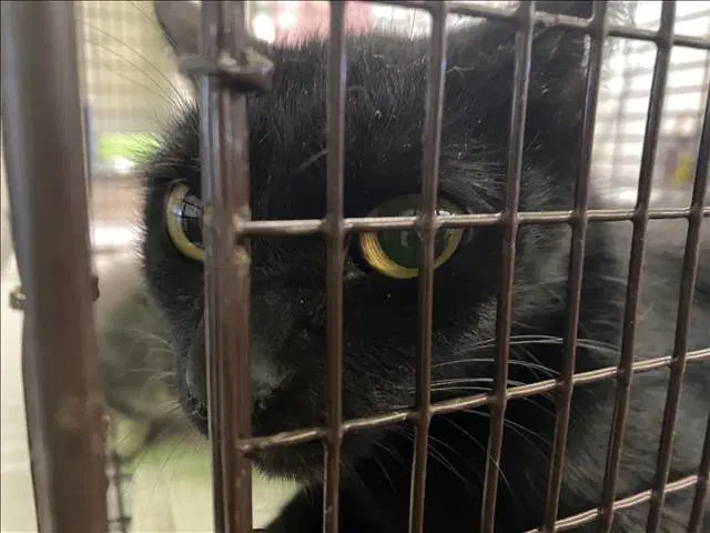 Shadow - Domestic Short Hair