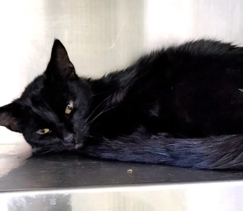 Shadow - Domestic Short Hair