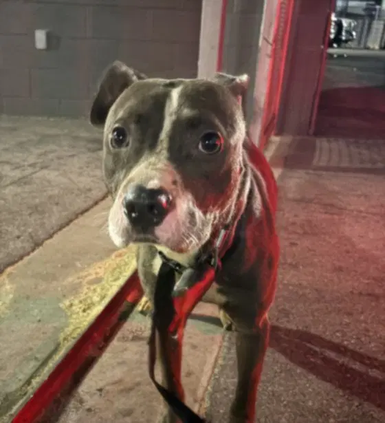 Bluey - Pit Bull Terrier