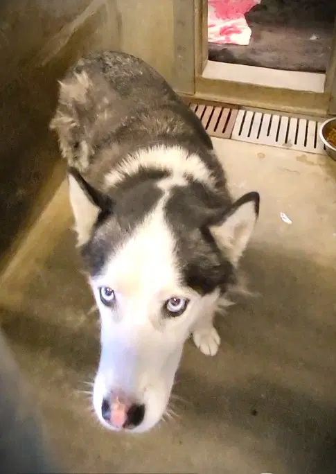 Jasper - Siberian Husky