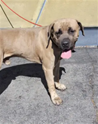 Hank - Bullmastiff