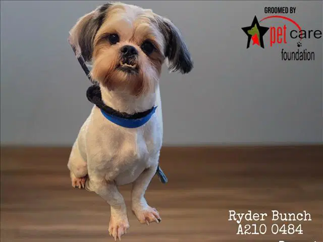 Ryder Bunch - Shih Tzu