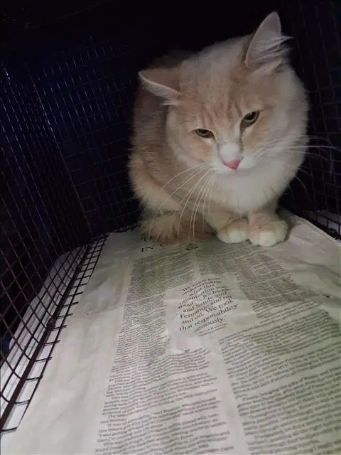 Mashmush - Domestic Short Hair