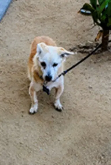 Doobie - Chihuahua
