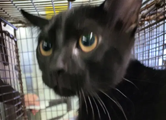 Spice - Domestic Short Hair
