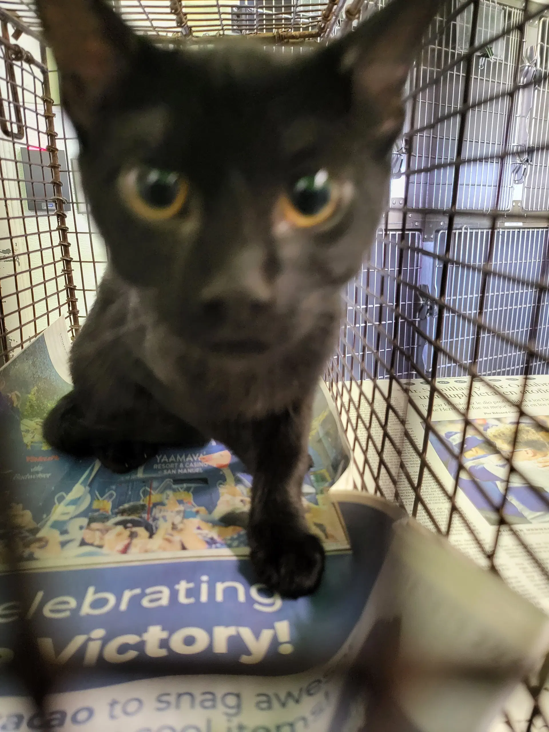 Latte - Domestic Short Hair