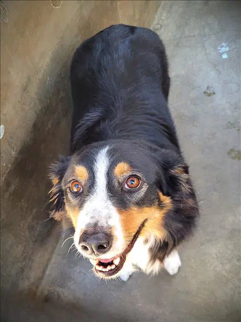 Maple - Australian Shepherd