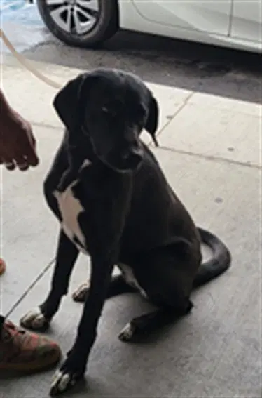 Lily - Great Dane