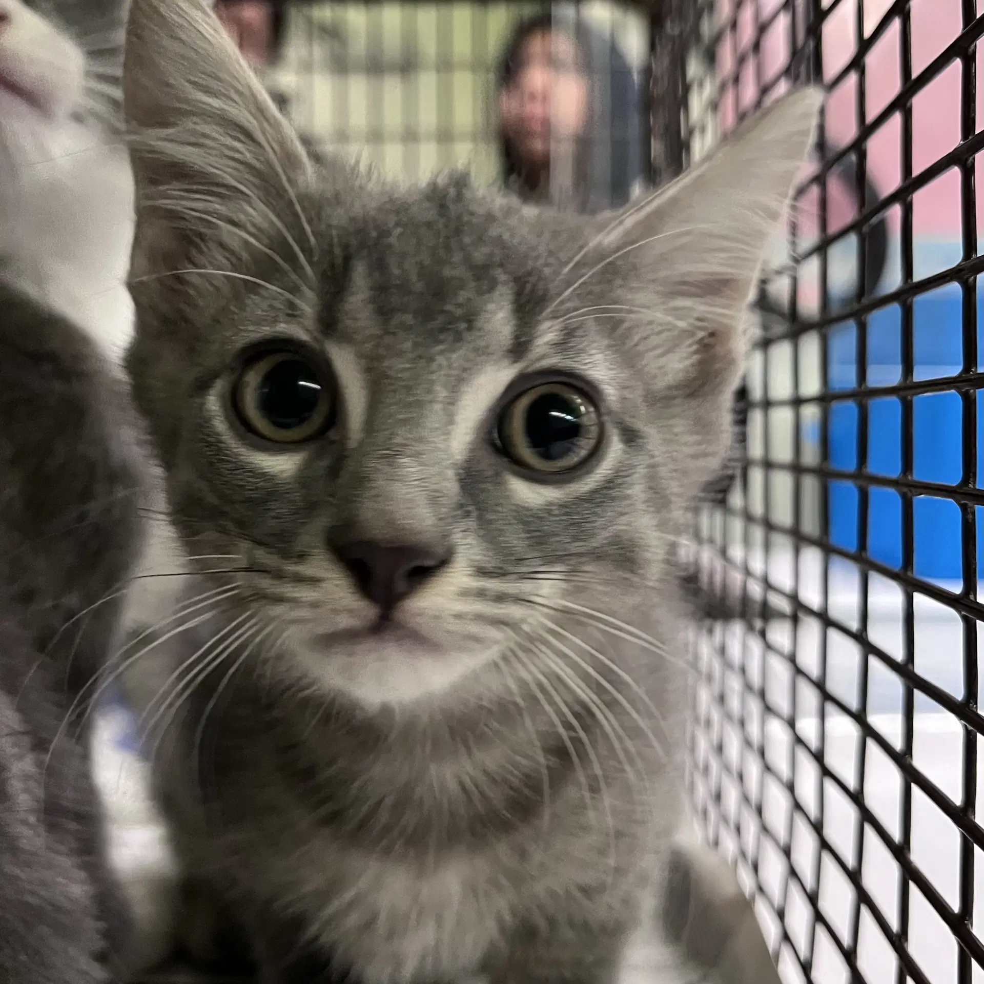 Cain - Domestic Short Hair