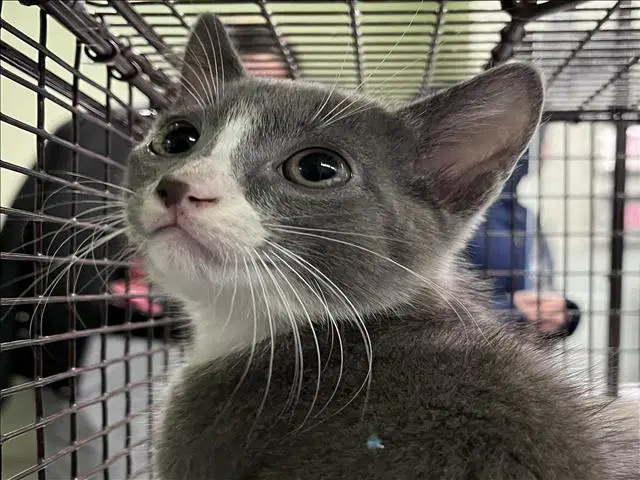 Abel - Domestic Short Hair