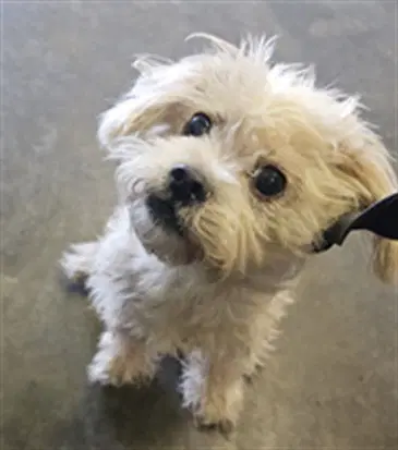 Beethoven - Maltese