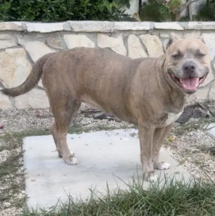 Chica - Pit Bull Terrier