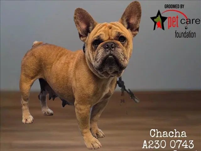 Chacha - French Bulldog