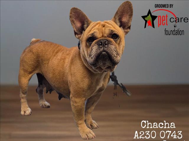 Chacha
