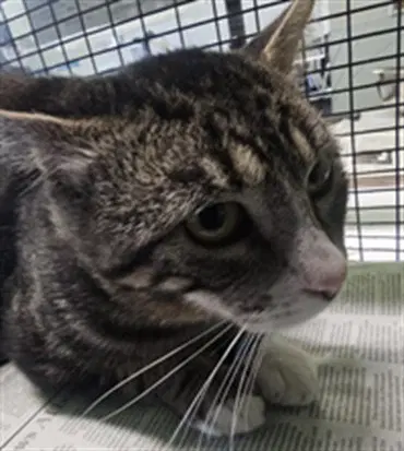 Bing - Domestic Short Hair
