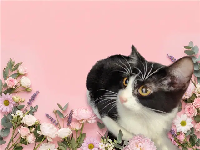 Tokyo - Domestic Short Hair