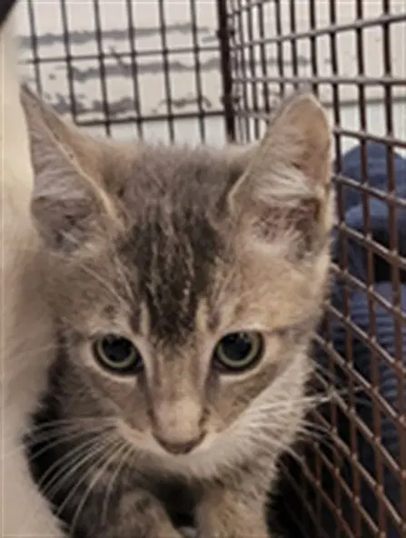 Felix - Domestic Short Hair