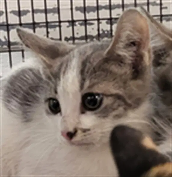 Oliver - Domestic Short Hair