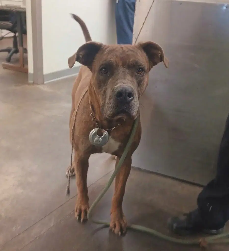 Blue Sin - Pit Bull Terrier