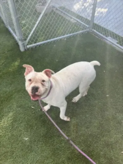 Blessed Angel - American Bulldog