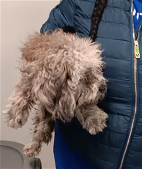 Larry - Shih Tzu