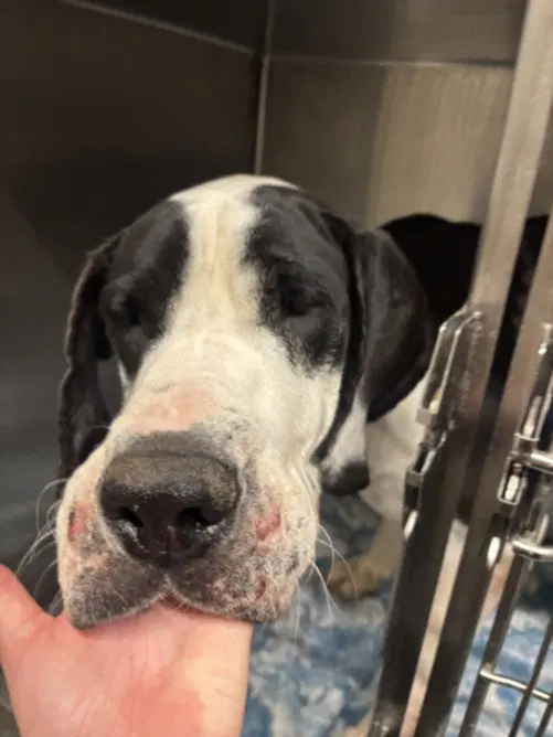 Fiona - Great Dane