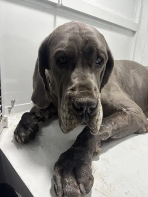 Sleeping Beauty - Great Dane