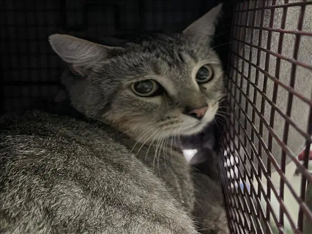 Frank - Domestic Medium Hair