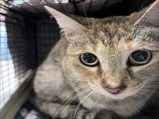 Manchitas - Domestic Medium Hair