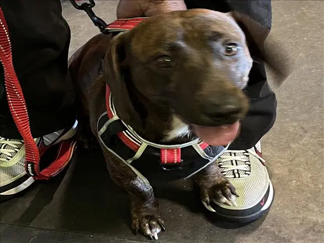 Chance - Pit Bull Terrier