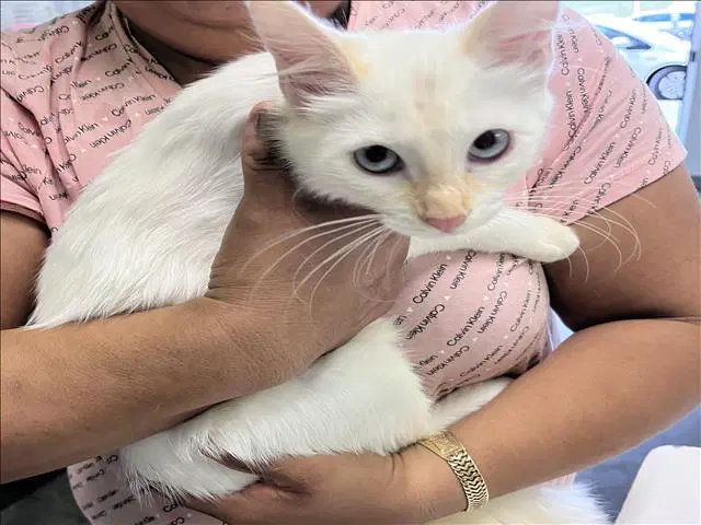 Blanca - Siamese