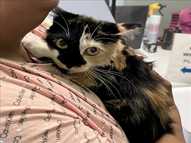 Nina - Domestic Short Hair