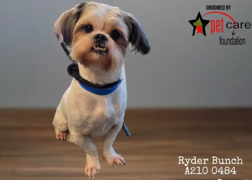 Ryder Bunch - Shih Tzu