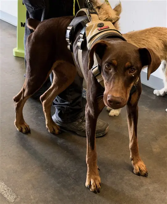 Luna - Doberman Pinscher