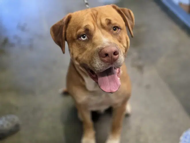 Cannello - Pit Bull Terrier