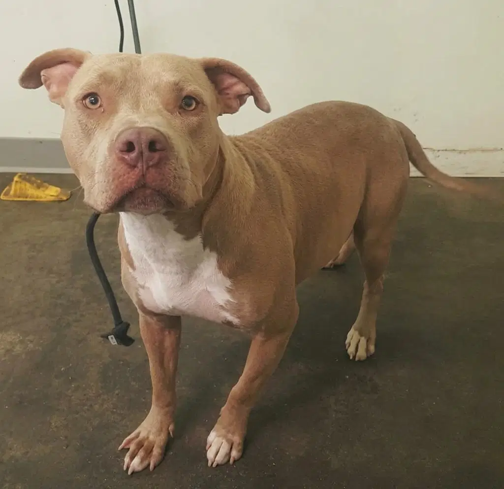 Lil Mama - Pit Bull Terrier
