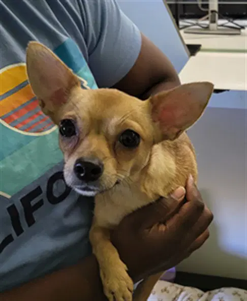 Chiquis - Chihuahua