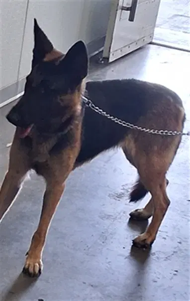 Luna - German Shepherd Dog