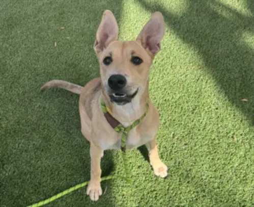 Shy - German Shepherd Dog