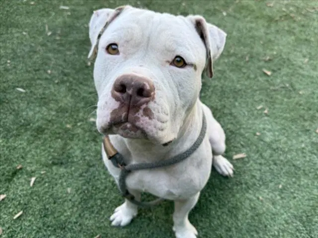 Max - American Staffordshire Terrier