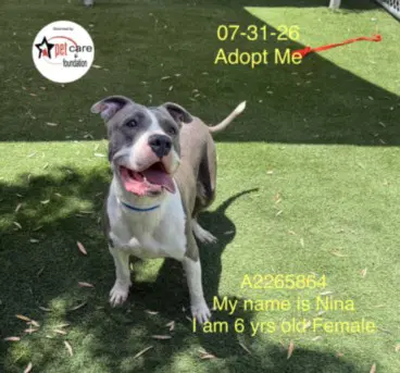 Nina - Pit Bull Terrier