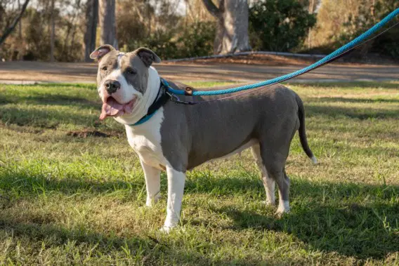 Nina - Pit Bull Terrier