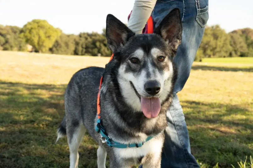 Annie - Siberian Husky