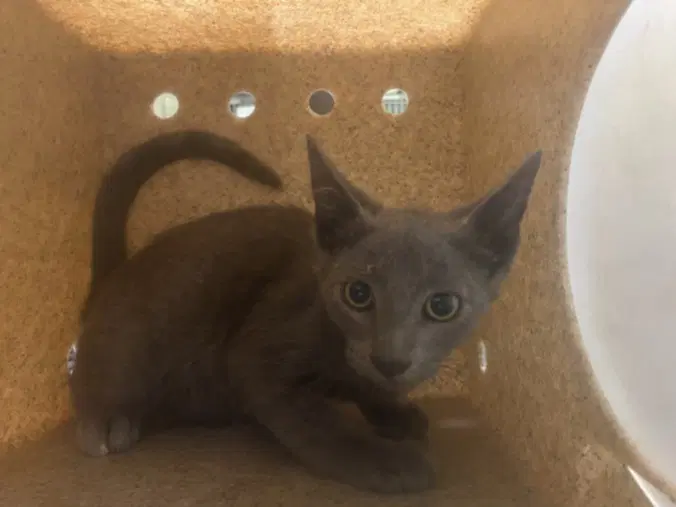 Patrick - Domestic Short Hair