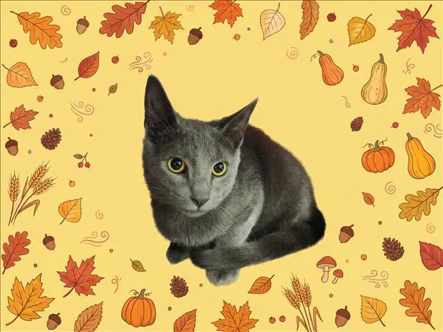Patrick - Domestic Short Hair