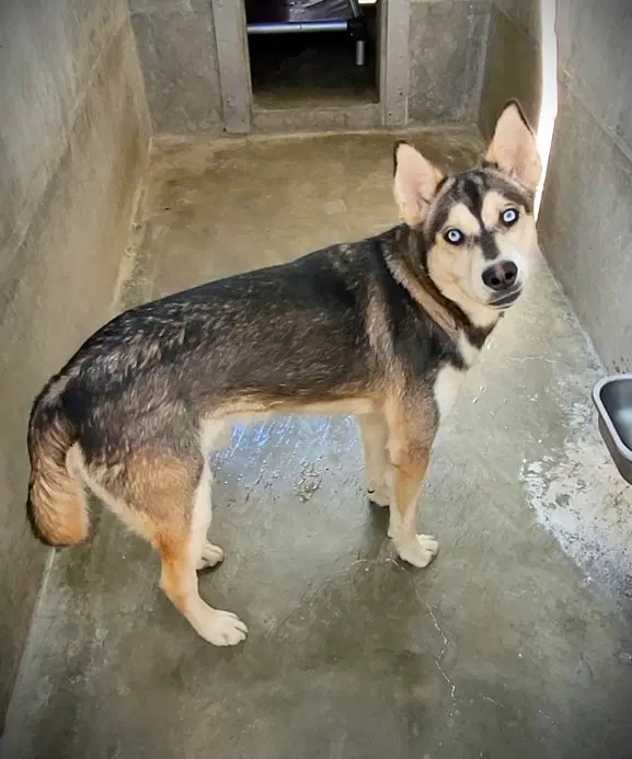 Rex - German Shepherd Dog