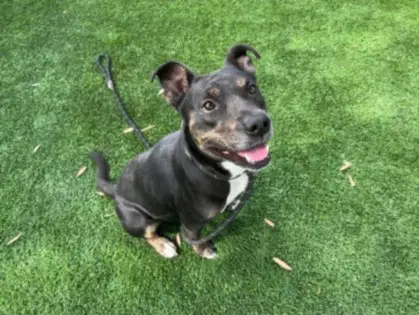 Beverly - Pit Bull Terrier