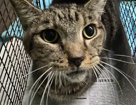 Chester - Domestic Short Hair