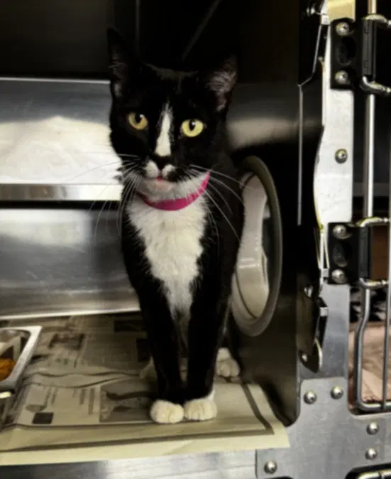 Callie - Domestic Short Hair